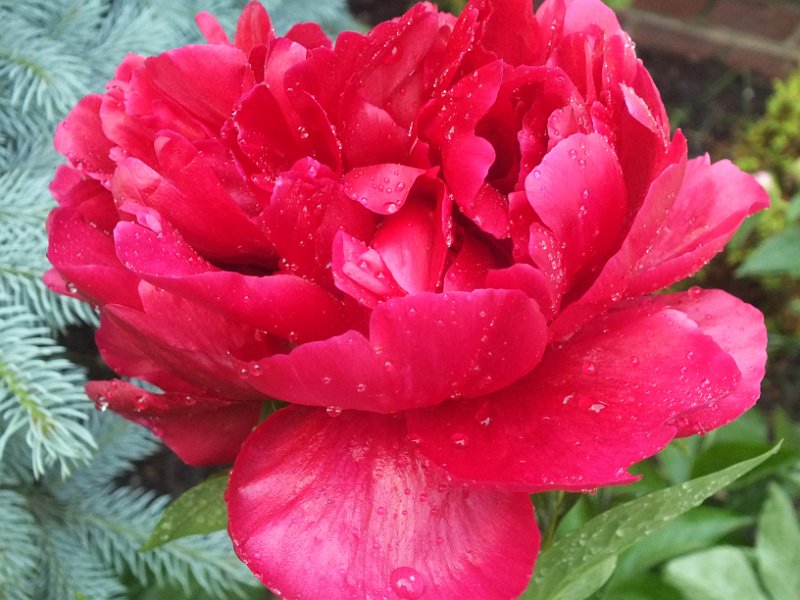 peony14 (29)